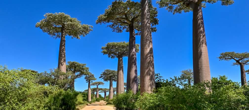 Allée des baobabs à Madagascar