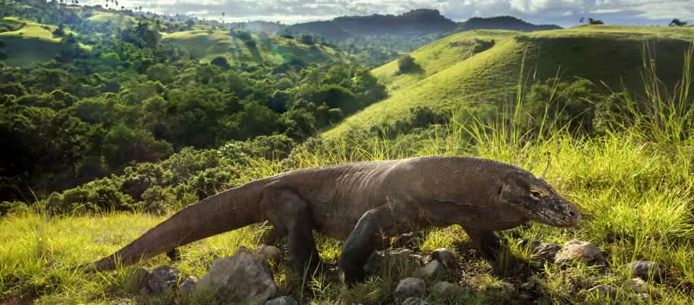 Varan de Komodo (Varanus komodoensis)