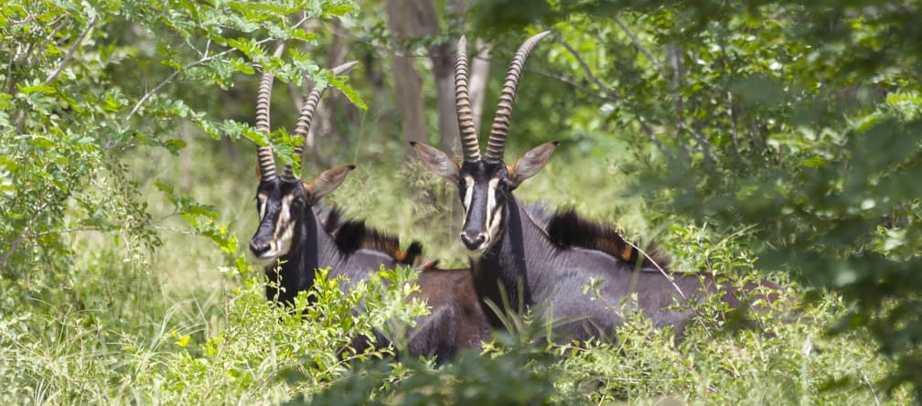 Antilope noire (Hippotragus Niger)