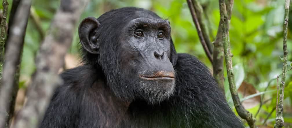 Les plantations de cacao n’offrent aucun habitat aux primates