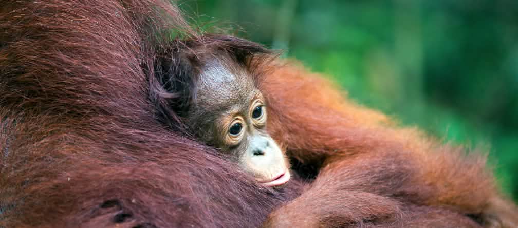 Bébé orang-outan