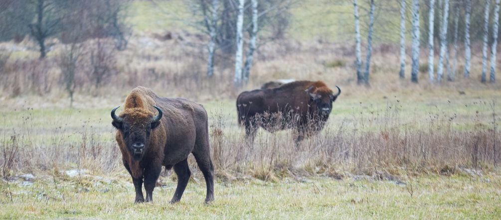 900 bisons d'Europe vivent à l’état sauvage dans la forêt de Bialowieza Bisons d'Europe dans la forêt de Bialowieza