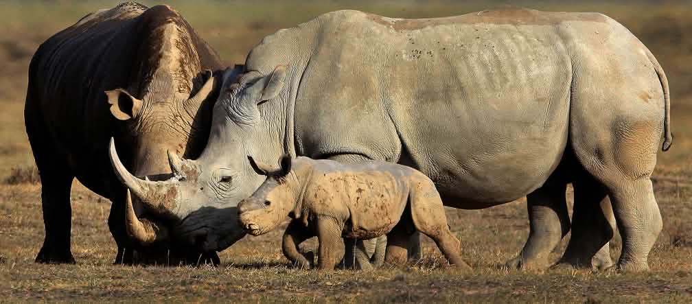 Des rhinocéros en liberté : une image appartenant bientôt au passé ?