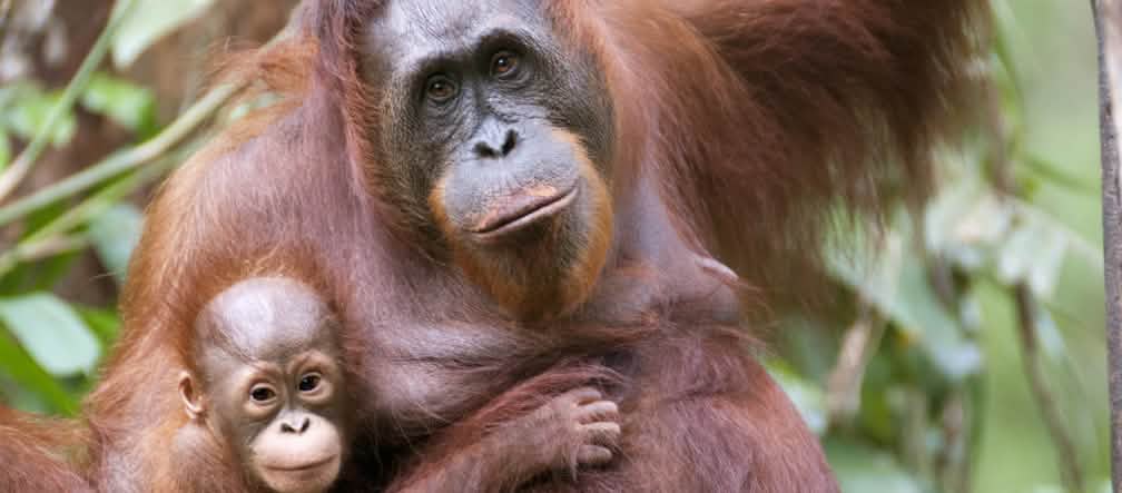 Orang-outan avec bébé