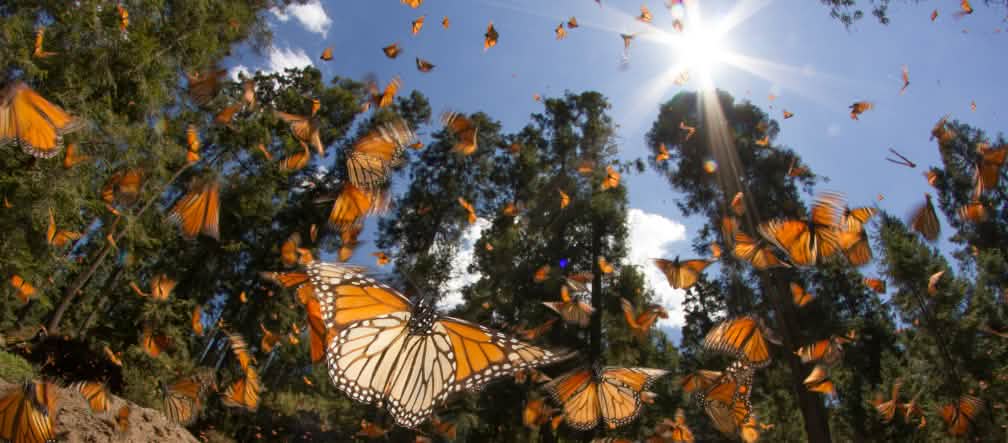 Les OGM et leurs pesticides menacent le papillon Monarque