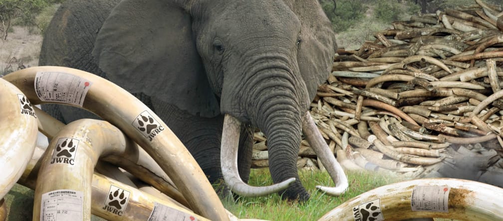 Couverture de l'étude « Le commerce illégal de L’ivoire et l’enregistrement frauduleux des défenses en ivoire au Japon », publiée par l’Environmental Investigation Agency (EIA)
