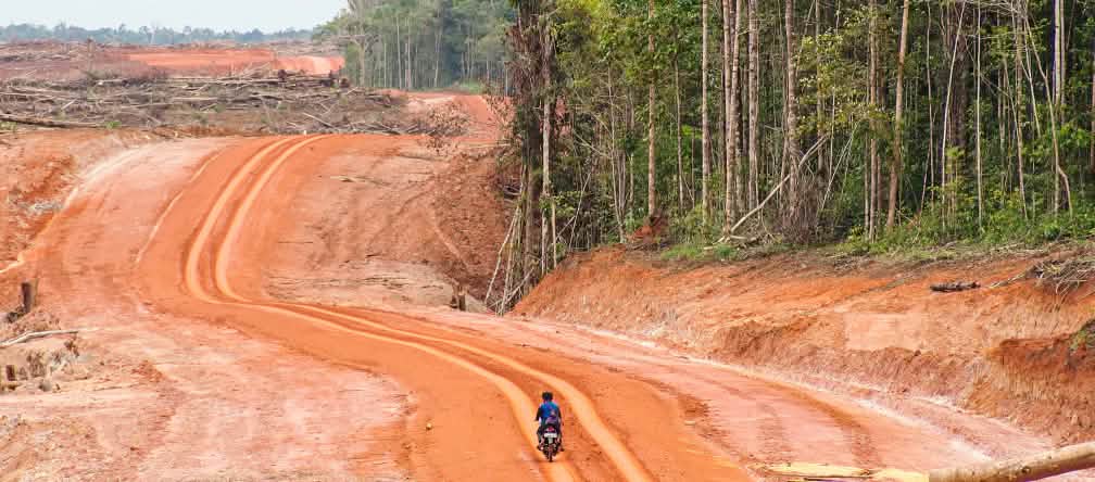 Les routes ouvrent la voie à l’exploitation des ressources naturelles, au détriment des forêts de Papouasie et de leurs populations. Une grande surface défrichée jouxte la forêt tropicale