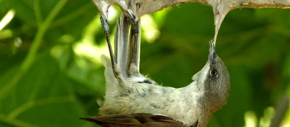 Fauvette babillarde engluée : en plus d’être cruels, les pièges utilisés sont non-sélectifs Une fauvette babillarde (Sylvia curruca) engluée à une branche