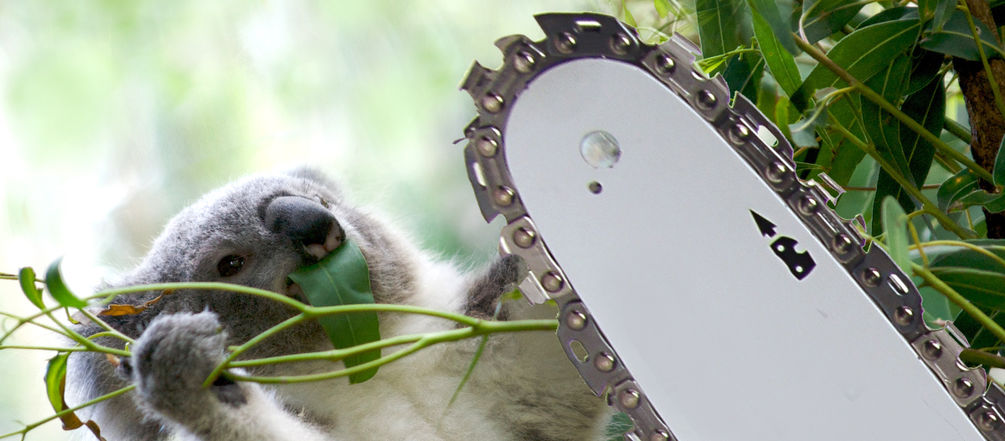 Les koalas bénéficient d'une protection spéciale. Leur habitat continue pourtant à être détruit Photomontage : un koala en train de tomber d'un arbre à cause d'une tronçonneuse
