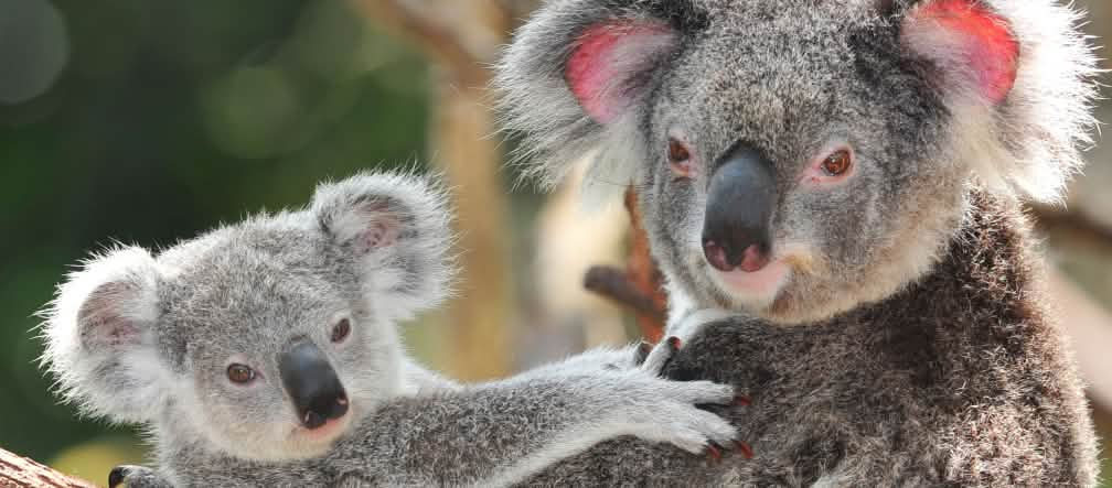 Les koalas ont besoin de forêts intactes avec différentes espèces d'eucalyptus pour survivre