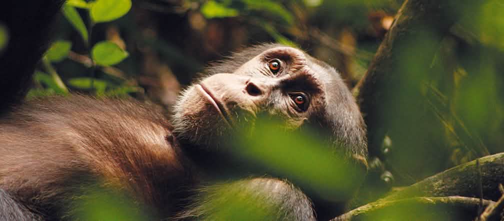 Le chimpanzé Kuba, pensif, le regard perdu dans le lointain…