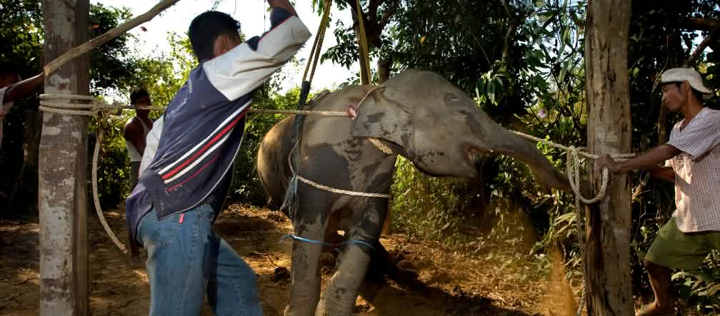 Elephant battu et torturé lors de son dressage