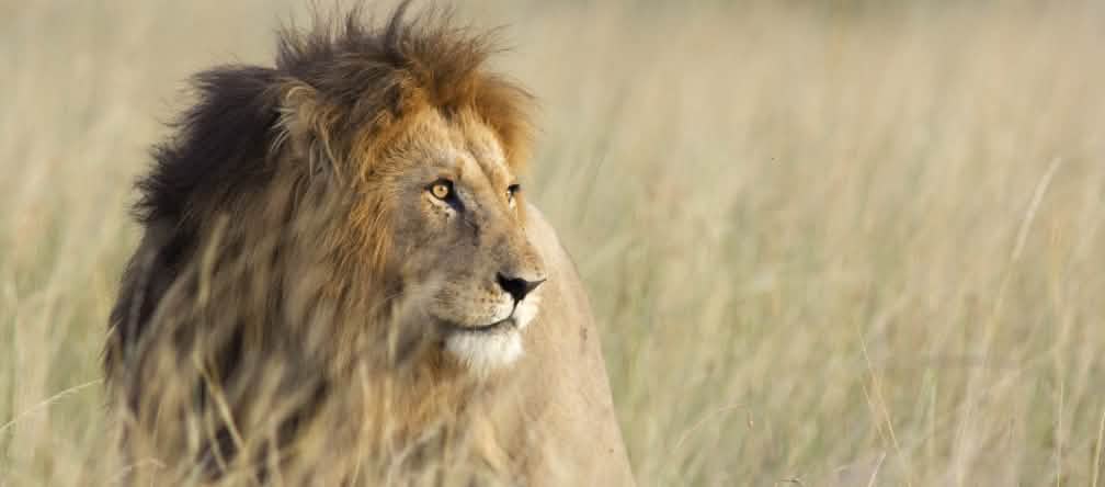 Lion dans la savane