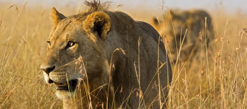Lions dans la savane