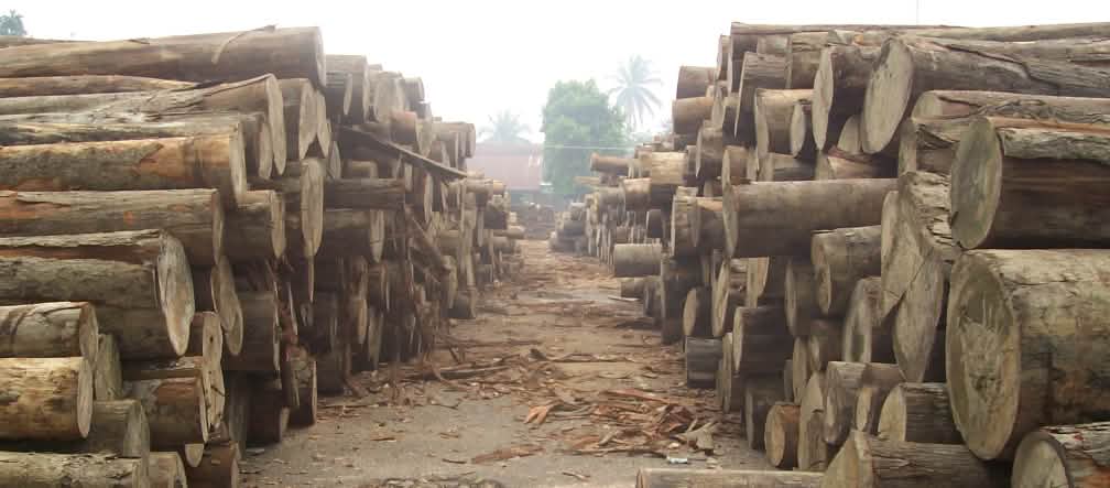 Le bois tropical abattu illégalement en Indonésie bientôt de retour sur le marché mondial ? Troncs d’arbres coupés