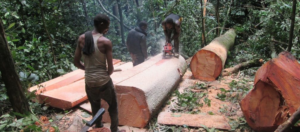 En pleine forêt, trois bûcherons scient le tronc d’un arbre fraichement abattu