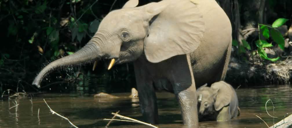 Un éléphant de forêt et son petit dans l’état de Cross River Une éléphante et son jeune éléphanteau se baignent dans la jungle