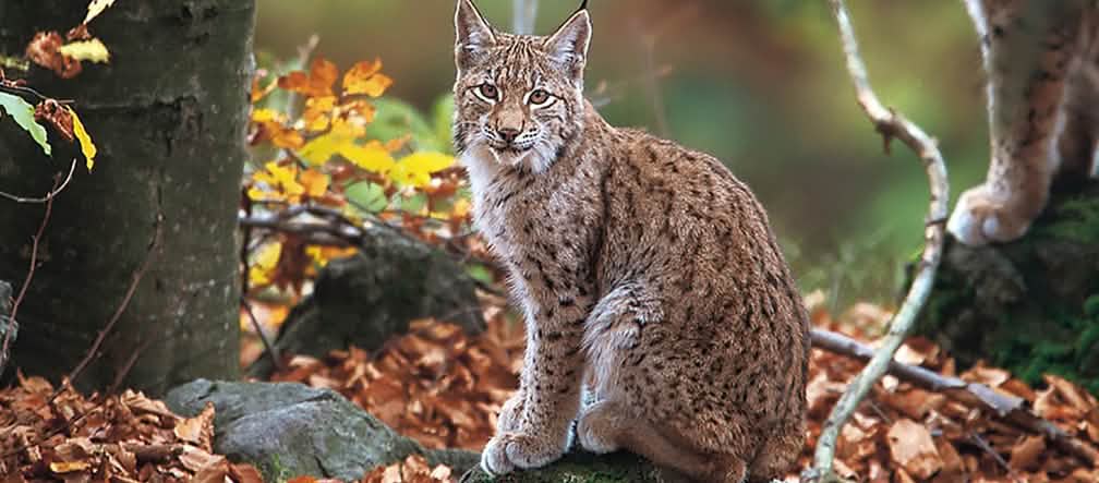 Un lynx des Balkans assis au milieu de la forêt nous fixe tendrement