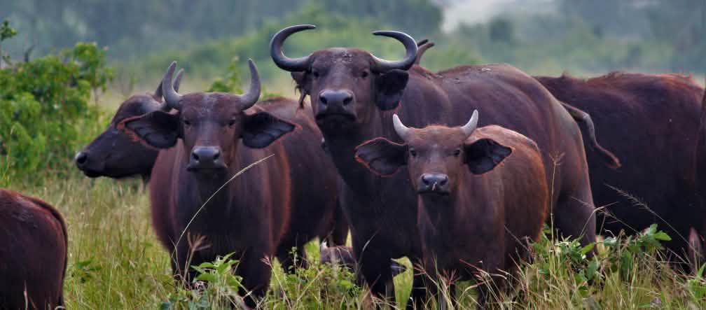 Buffles d’Afrique en Ouganda