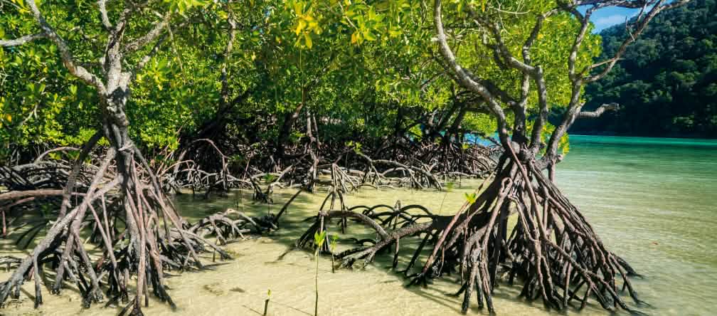 Mangrove aux Célèbes (Sulawesi)