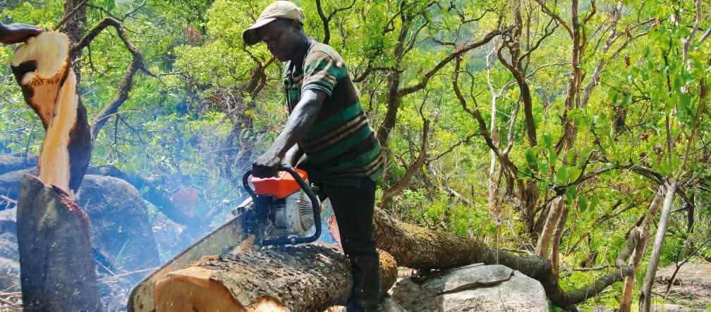 Un homme sciant du bois abattu dans la forêt