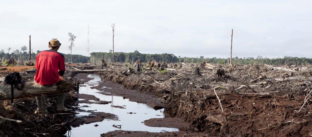 Un homme de dos, assis, contemple les restes de la forêt tropicale dévastée