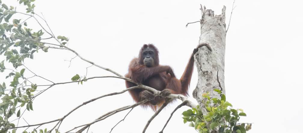 Les orangs-outans sont proches de l’extinction Un orang-outan dans un arbre