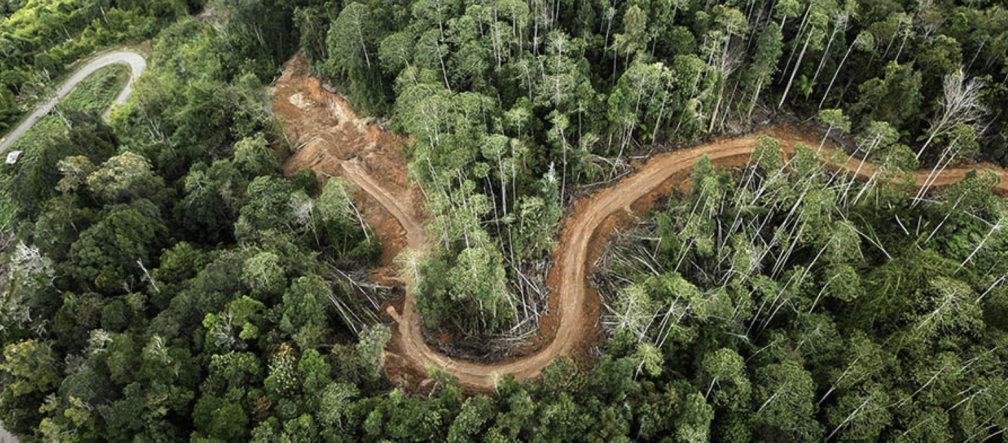 Photo de drones d’une une route dans la forêt