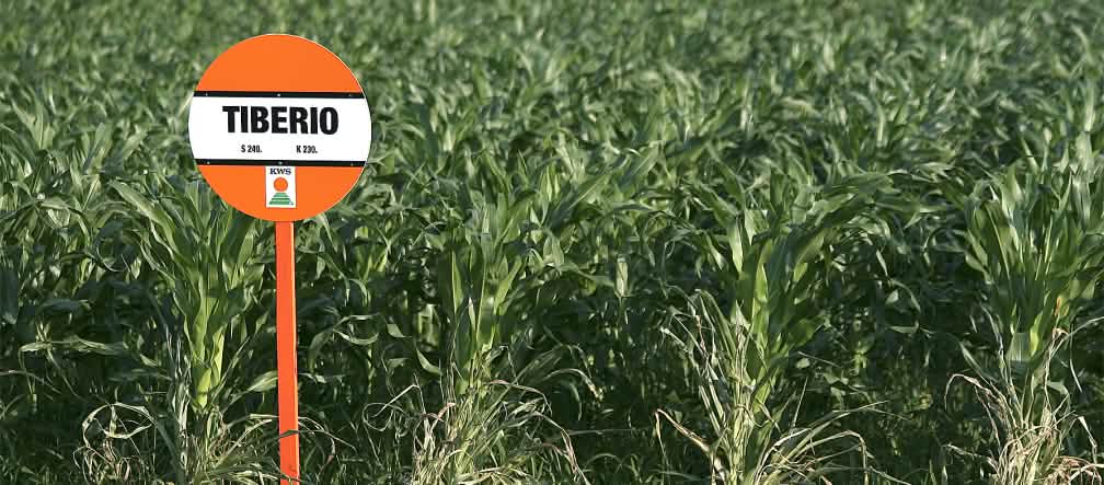 Le maïs alimente les voitures au lieu de nourrir les gens