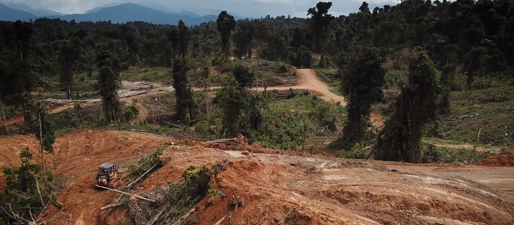 Défrichements préparatifs à la culture d’huile de palme dans l’état du Sarawak en Malaisie