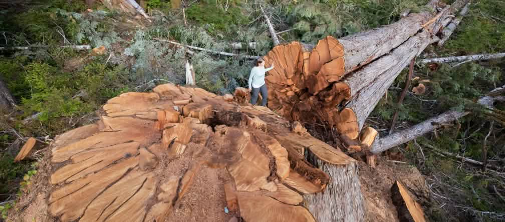 Arbre géant abattu en Colombie britannique, Canada