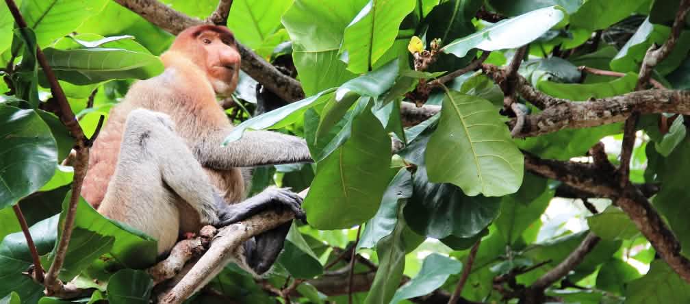 Empêchons la destruction de l’habitat naturel du singe nasique