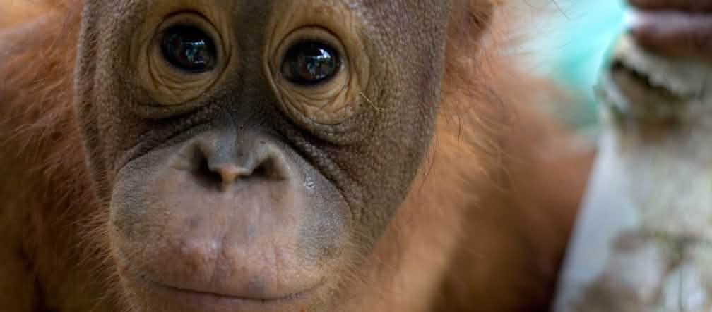 Gros plan sur le visage d’un jeune orang-outan