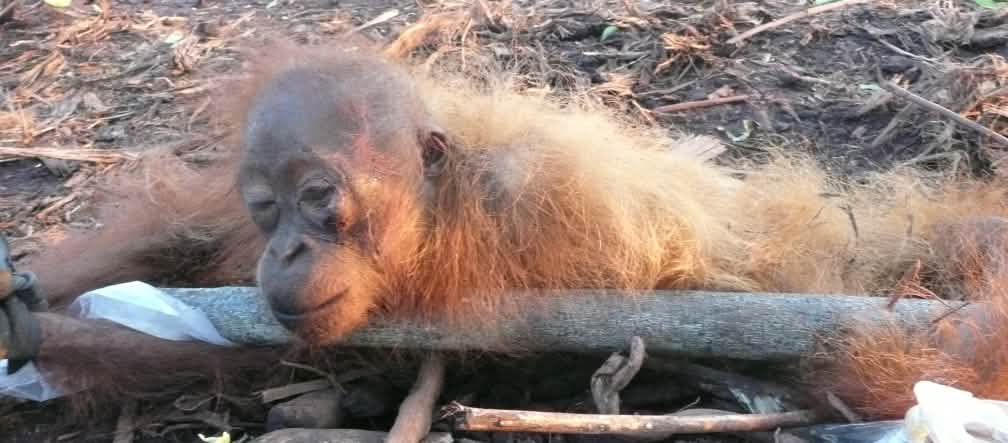 Jeune orang-outan agonisant dans une plantation