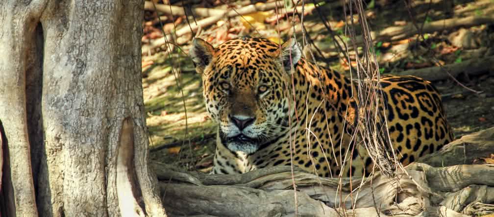 Jaguar (Panthera onca) dans l'état brésilien du Mato Grosso do Sul