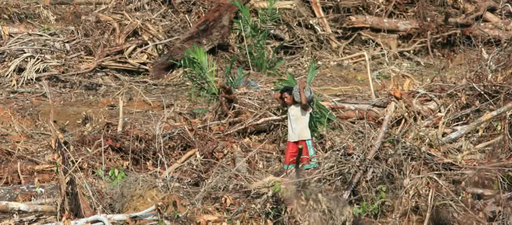 Les forêts de Sumatra, Bornéo et Papouasie doivent être préservées ! Plantation de palmiers à huile en Papouasie