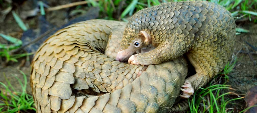 Un jeune pangolin se penche sur sa mère qui est enroulée sur le sol de la forêt