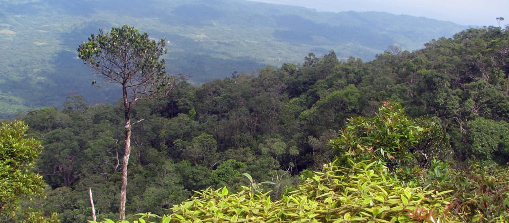 Paysage de montagne boisé où un grand arbre se détache au premier plan à gauche
