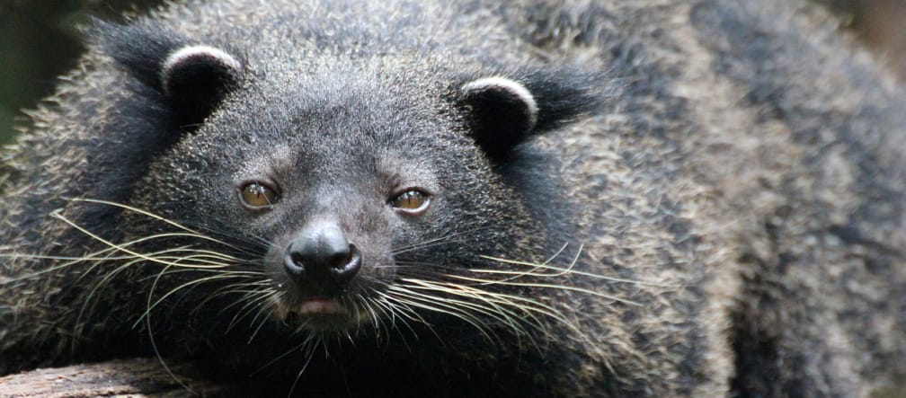 Binturong de Palawan (Arctictis binturong whitei) est couché sur un tronc d’arbre et regarde la caméra