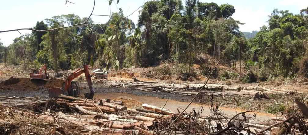 Défrichements préparatifs à la culture d’huile de palme dans l’état du Sarawak en Malaisie