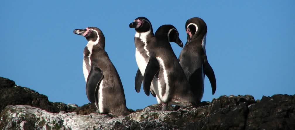 Plusieurs milliers de couples des menacés manchots de Humboldt se reproduisent dans la région marine de La Higuera - Isla Chañaral au Chili Gros plan sur un groupe de manchots de Humboldt au Chili