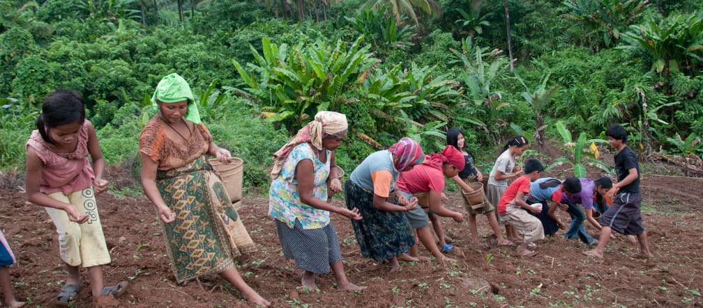 Femmes en train de planter du riz de montagne
