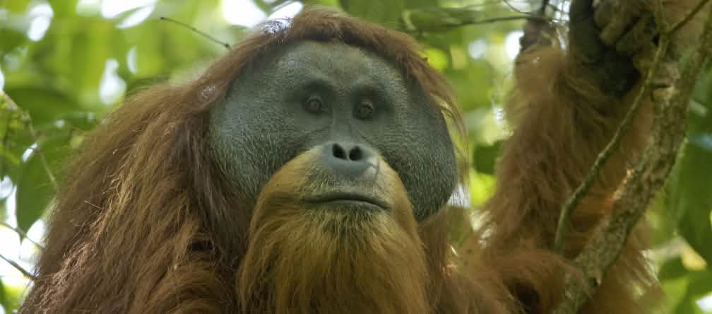 Un des 800 orangs-outans de Tapanuli dans la forêt de Batang Toru Pongo tapaluniensis