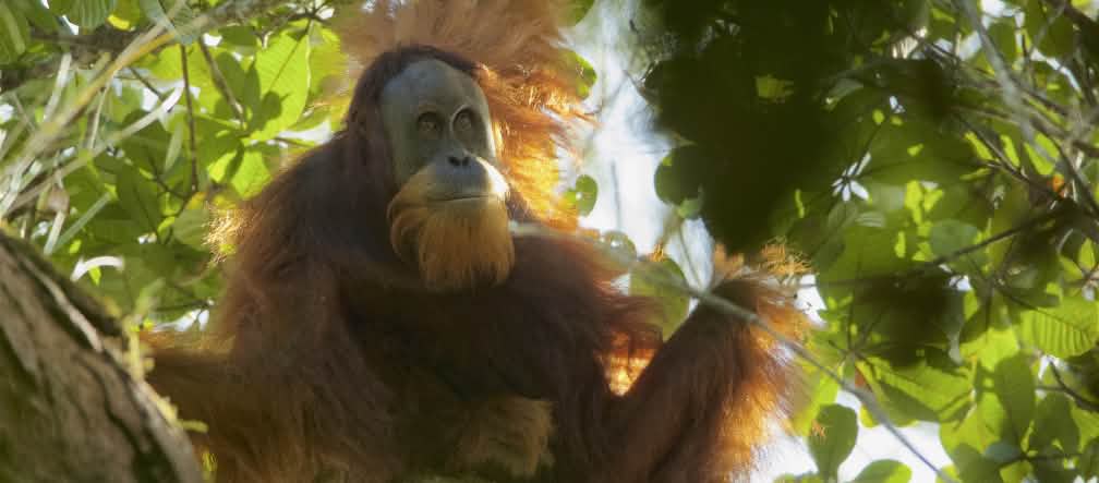 L'orang-outan de Tapanuli : juste découvert et bientôt disparu ? Orang-outan de Tapanuli (Pongo Tapanuliensis)