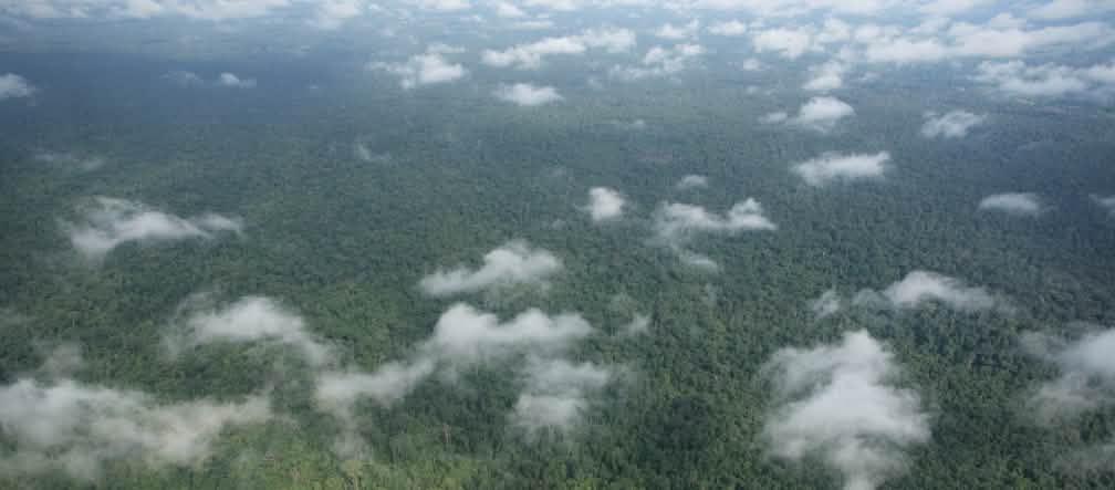 Vue aérienne d’une forêt tropicale dense survolée par quelques petits nuages