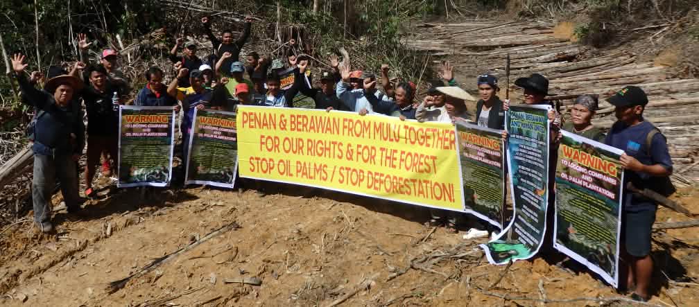 La résistance de la population locale s’est révélée efficace Des indigènes Penan et Berawan manifestent contre le déboisement de la forêt de Mulu dans l’état du Sarawak en Malaisie