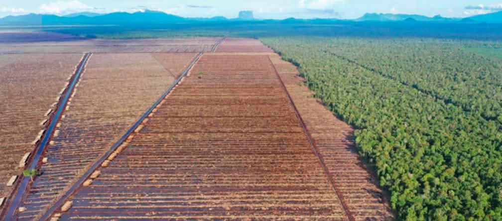 Vue aérienne : coupe à blanc pour l’industrie du papier (deux tiers de gauche) et forêt vierge