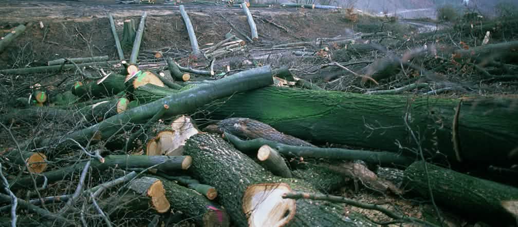 Quarzwerke détruit le bois de Buschbell pour extraire sable Scène de dévastation en plein cœur du bois de Buschbell