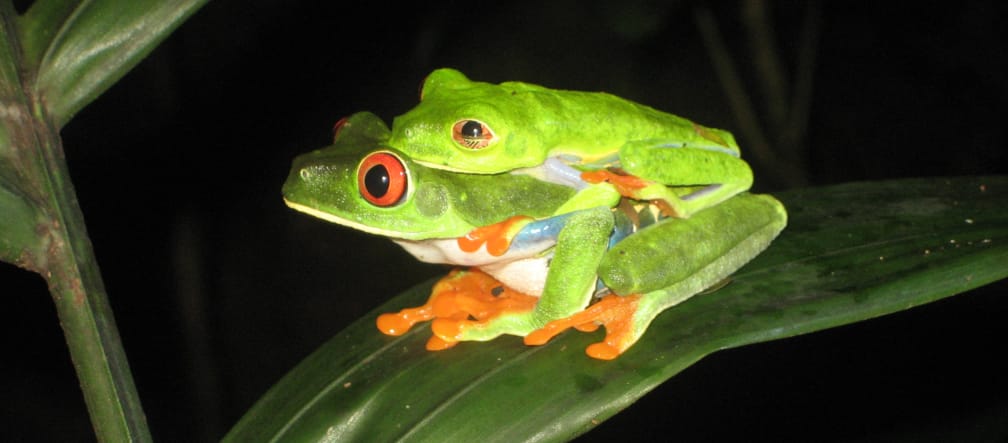 Rainettes aux yeux rouges, Nicaragua