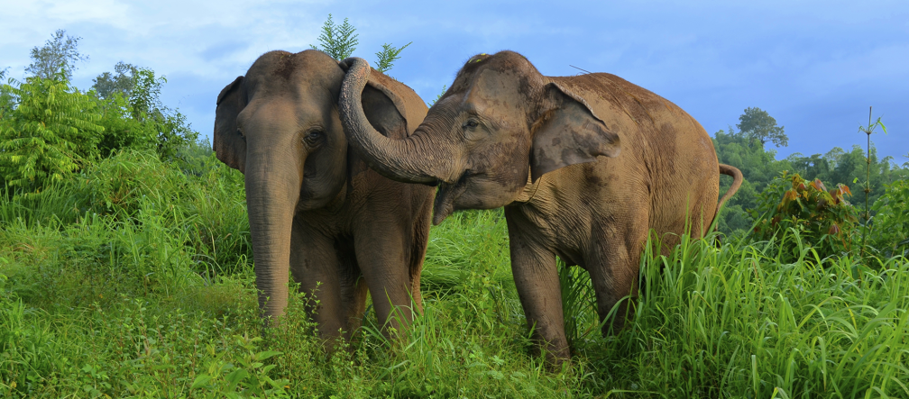 2 éléphants dans la savane, l’un touche l’oreille de l’autre avec sa trompe